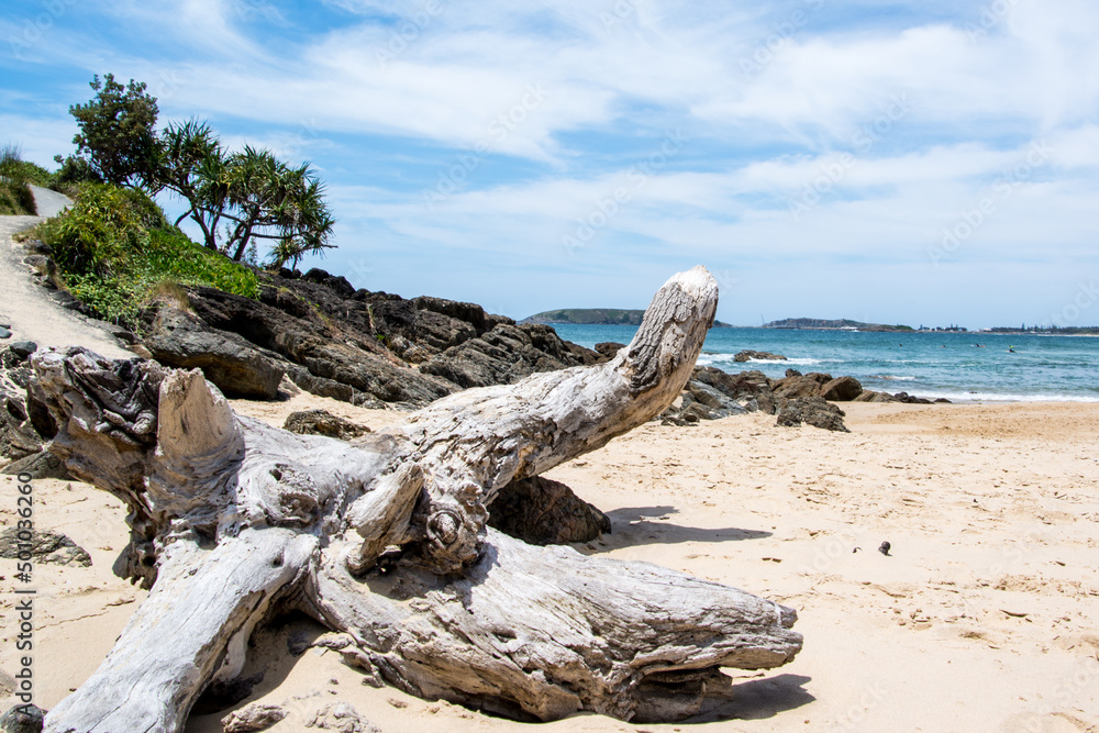 driftwood on the beach