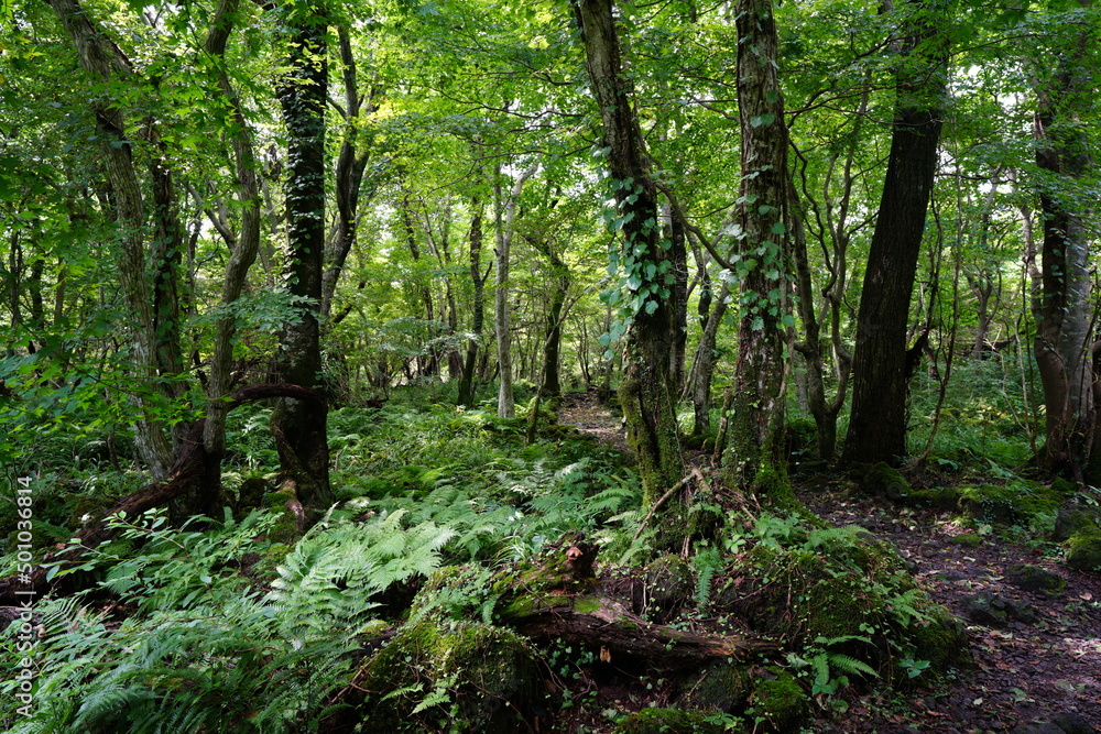 dense summer forest with fern and moss