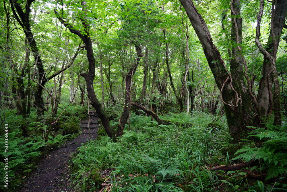 thick wild forest with path