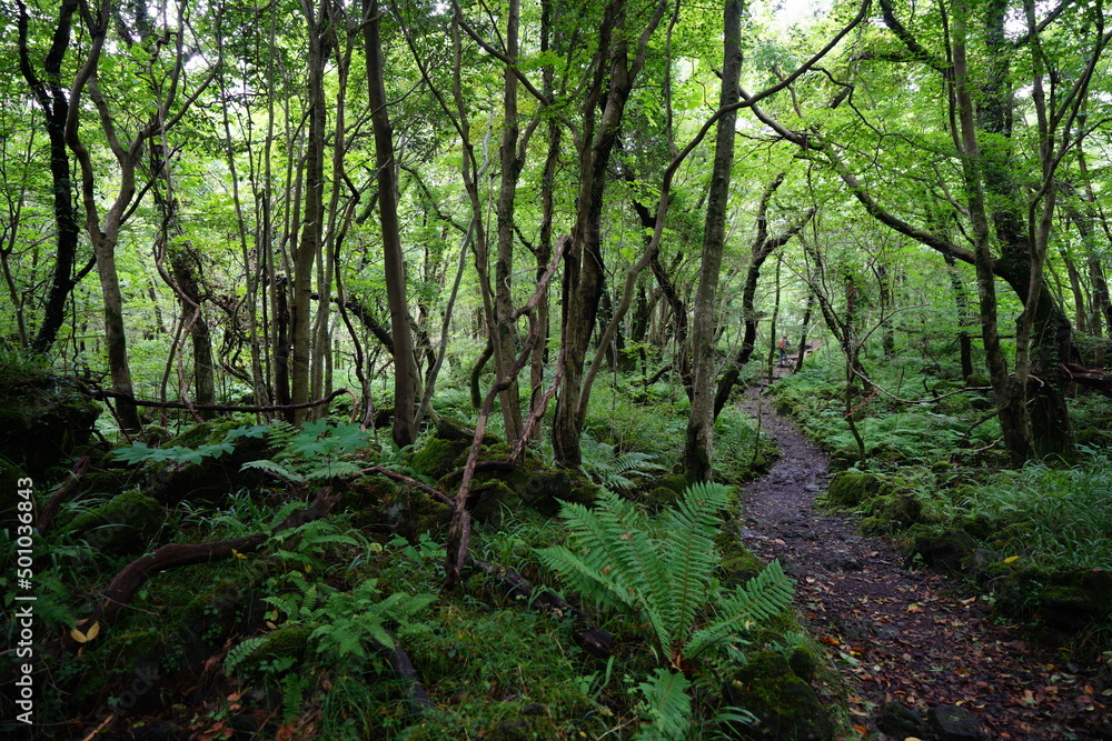 Fototapeta premium thick wild forest with path