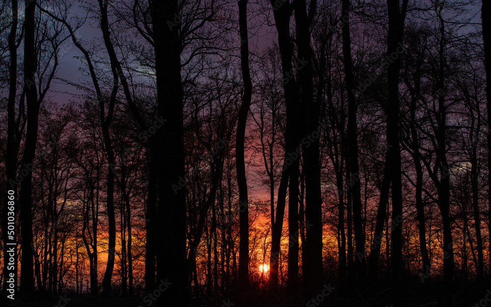 Naklejka premium twilight landscape in the evening forest