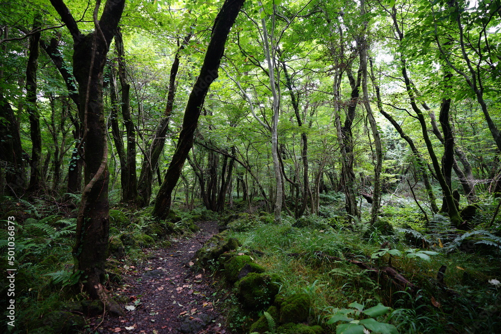 refreshing summer forest with sunlight refreshing summer forest with sunlight