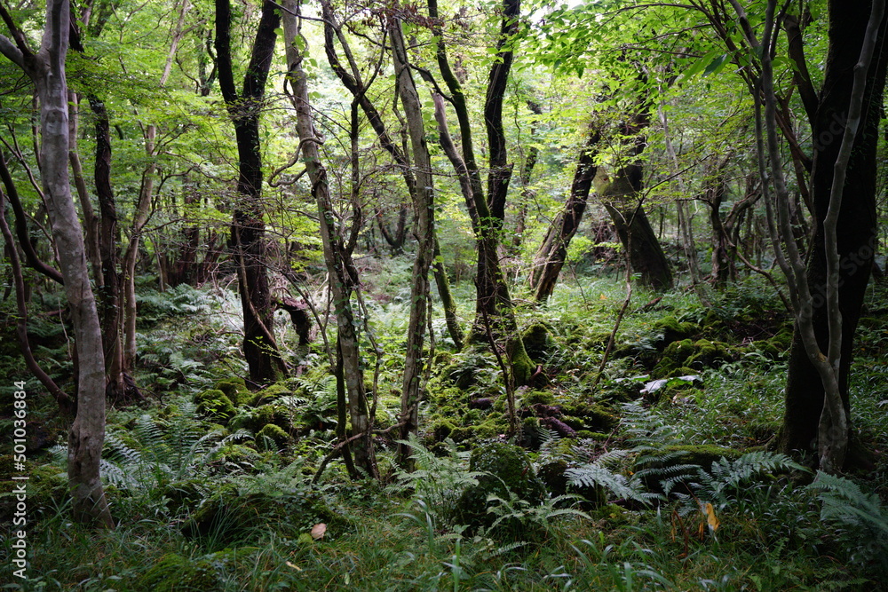 dense summer forest with fern and moss