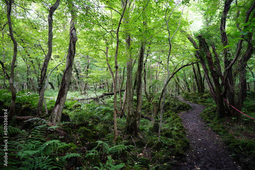 refreshing summer forest with sunlight refreshing summer forest with sunlight