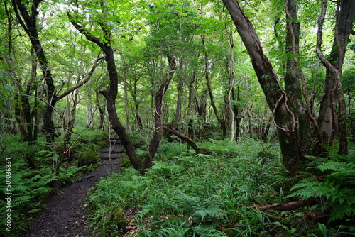 thick wild forest with path