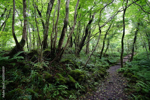 fine pathway through mossy rocks and old trees