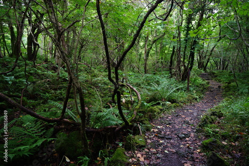 thick wild forest with path