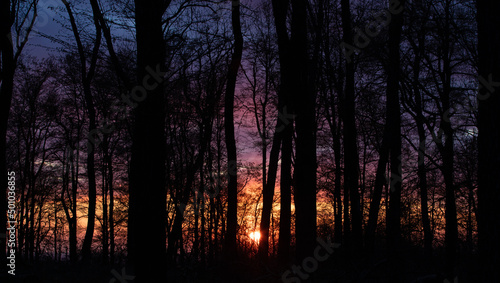 a beautiful sunset seen through the trees