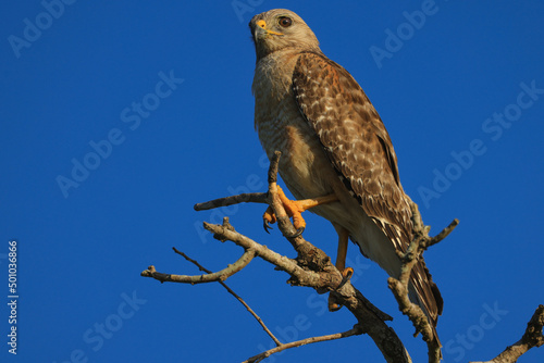 Red Shouldered Hawk Perched in Tree © Pamela Werrell