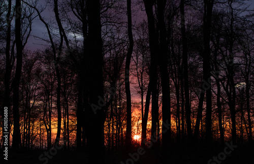 a beautiful sunset seen among the trees in the forest