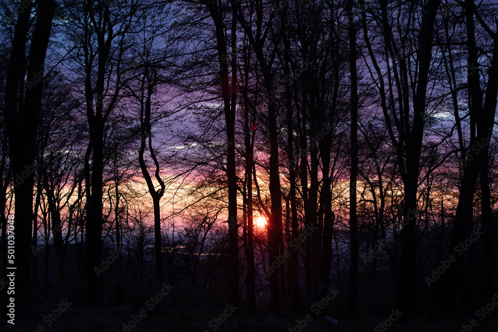 Naklejka premium a beautiful sunset seen through the trees