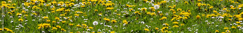 a panorama with wildflowers and green grass in the field