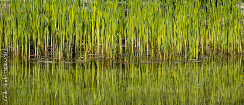 a foreground with a green reed reflected in the water