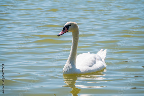 Graceful white Swan swimming in the lake  swans in the wild. Portrait of a white swan swimming on a lake.