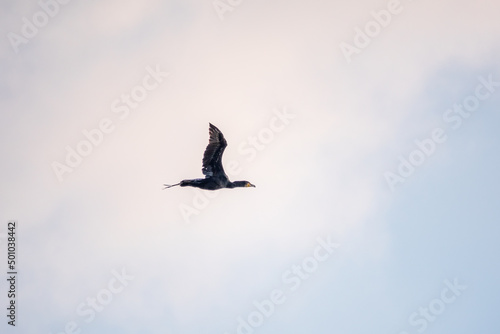 Black Cormorant flying in blue sky. The great cormorant, Phalacrocorax carbo © Dmitrii Potashkin