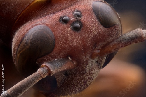 wasp head © Alfredo
