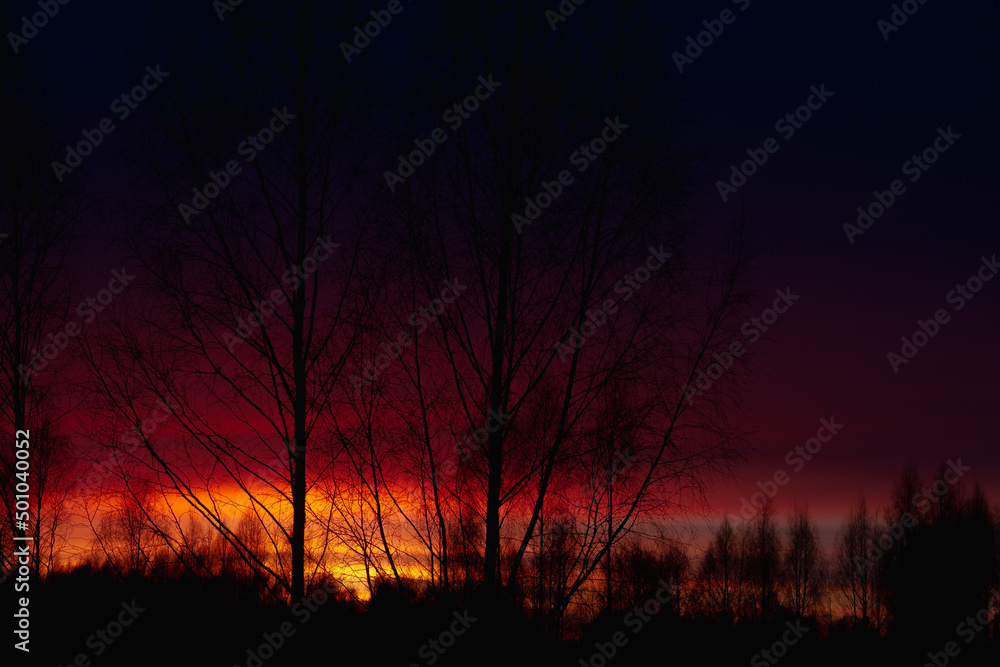 Contrasting blue and red sunset and silhouettes of birch trees against the sky Contrasting blue and red sunset and silhouettes of birch trees against the sky