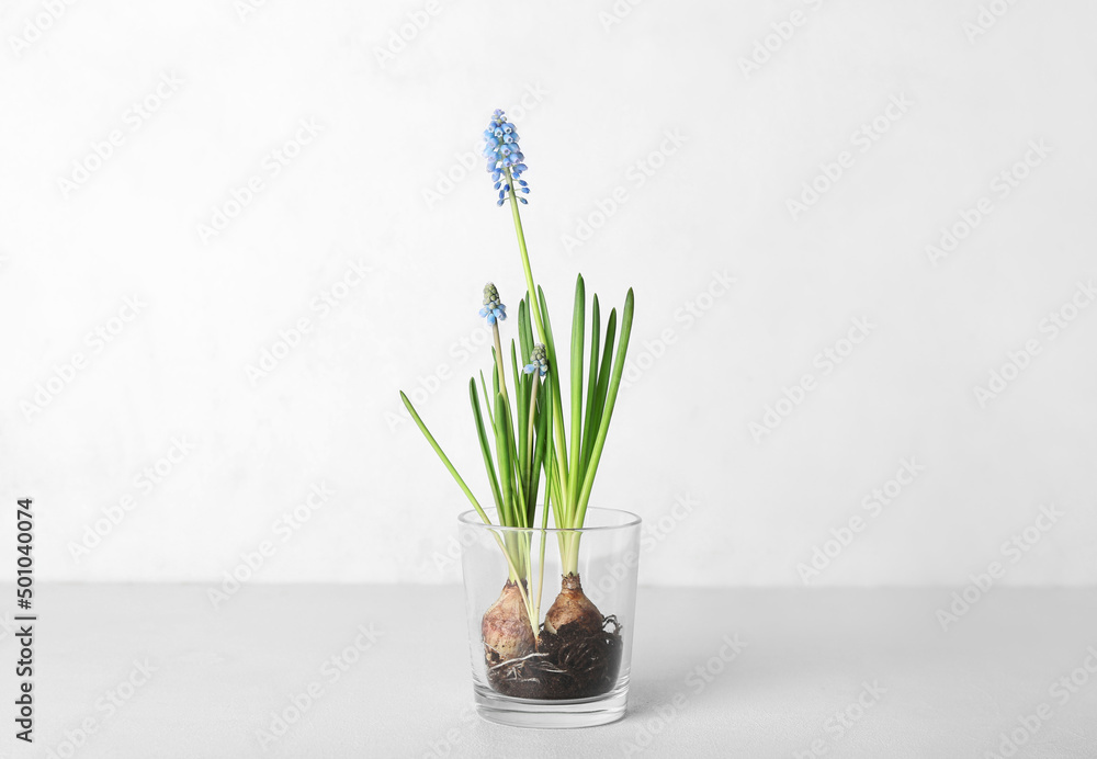 Glass with blooming grape hyacinth (Muscari) on light background