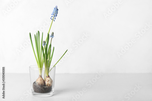 Fotografija Glass with blooming grape hyacinth (Muscari) on light background