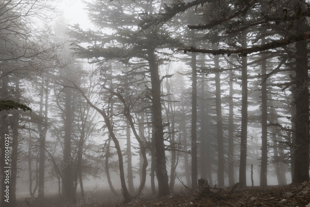 Fototapeta premium Fog in the forest