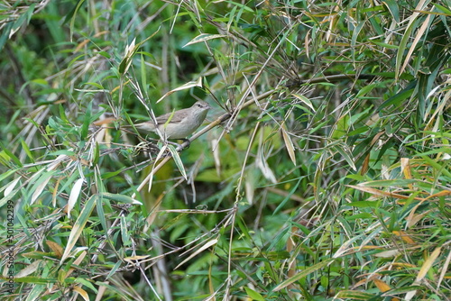 oriental reed warbler in the bush