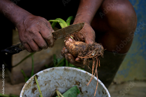 Farmer cleaning dasheen/ taro young plants to replant for the season in tropical St.Lucia