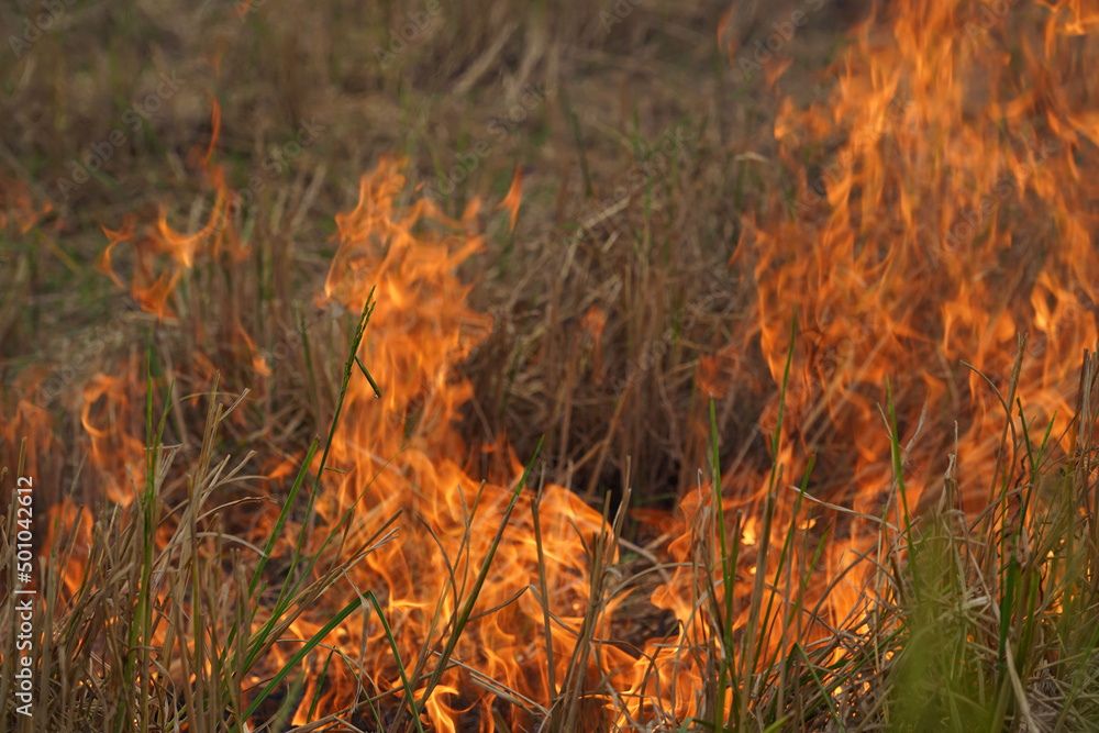 The agricultural waste burning cause of smog and pollution. Fumes produced by the incineration of hay and rice straw in agricultural fields. The agricultural waste burning cause of smog and pollution. Fumes produced by the incineration of hay and rice straw in agricultural fields.