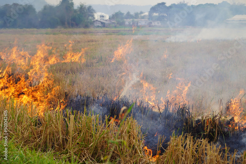 The agricultural waste burning cause of smog and pollution. Fumes produced by the incineration of hay and rice straw in agricultural fields.