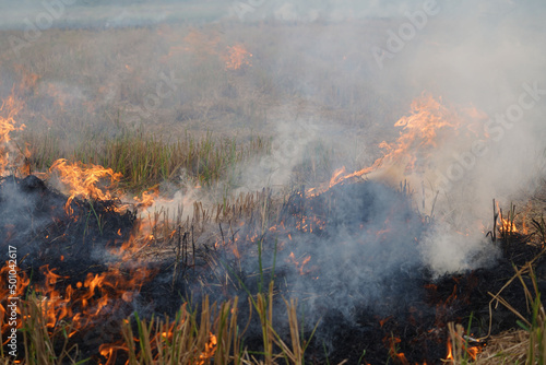 The agricultural waste burning cause of smog and pollution. Fumes produced by the incineration of hay and rice straw in agricultural fields.