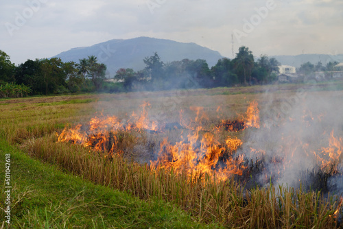The agricultural waste burning cause of smog and pollution. Fumes produced by the incineration of hay and rice straw in agricultural fields. © somchai