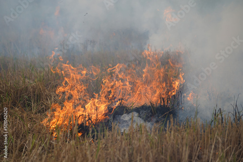 The agricultural waste burning cause of smog and pollution. Fumes produced by the incineration of hay and rice straw in agricultural fields. © somchai