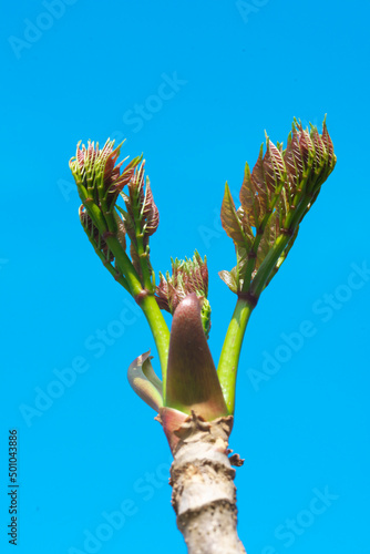 タラの芽と青空 photo