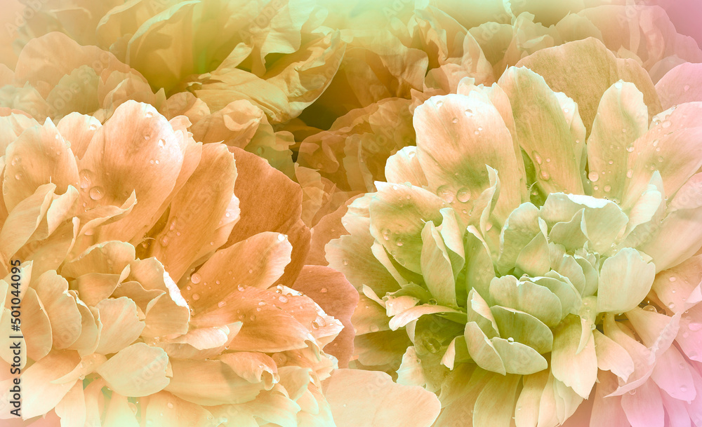 Flowers yellow peonies. Floral background. Petals peonies. Close-up. Nature. Flowers yellow peonies. Floral background. Petals peonies. Close-up. Nature.