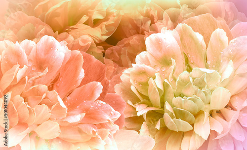 Flowers  pink  peonies.  Floral vspring  background. Petals peonies. Close-up. Nature. © nadezhda F