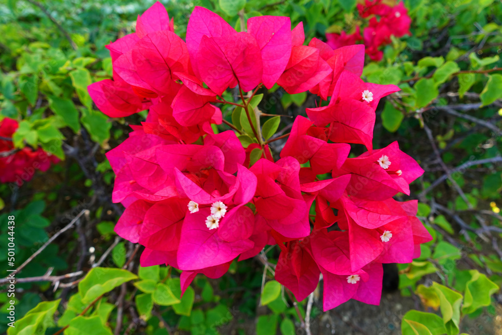 Flower in Saipan island, Mariana