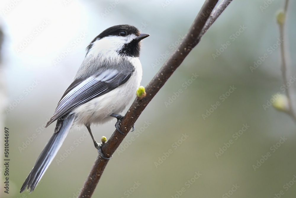 Black capped chickadee (Poecile atricapillus) perched on a budding cottonwood branch. Black capped chickadee (Poecile atricapillus) perched on a budding cottonwood branch.