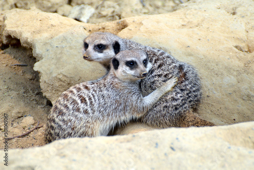 Meerkats in a cozy mood #501045067