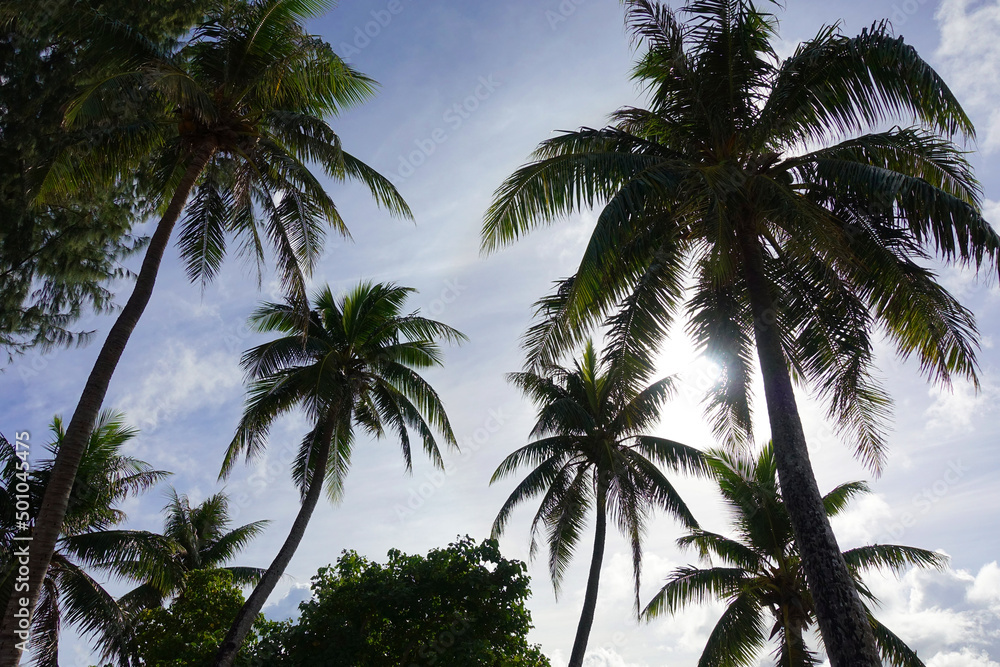 Obraz premium Palm tree in resort islands