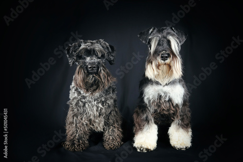 black schnauzer with black and silver miniature schnauzer isolated on black background 