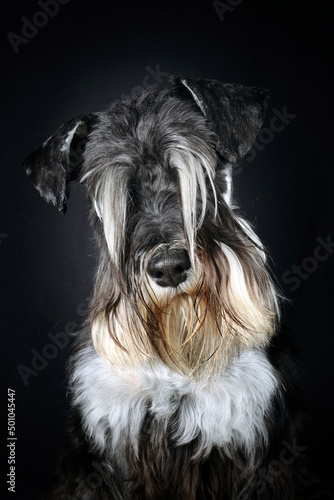 black and white schnauzer dog on black background