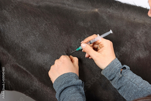 injection in the neck of a horse  