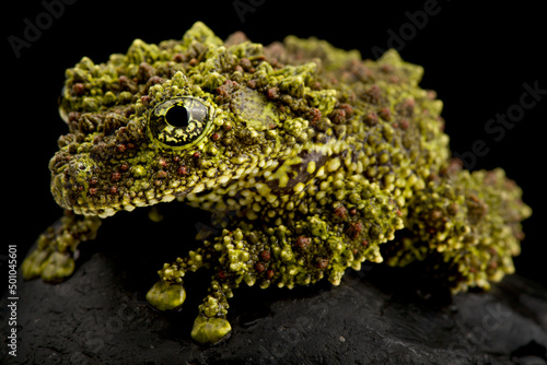 Φωτογραφία Vietnamese Mossy frog (Theloderma corticale)