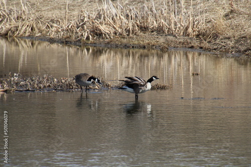 Geese Along Wetlands