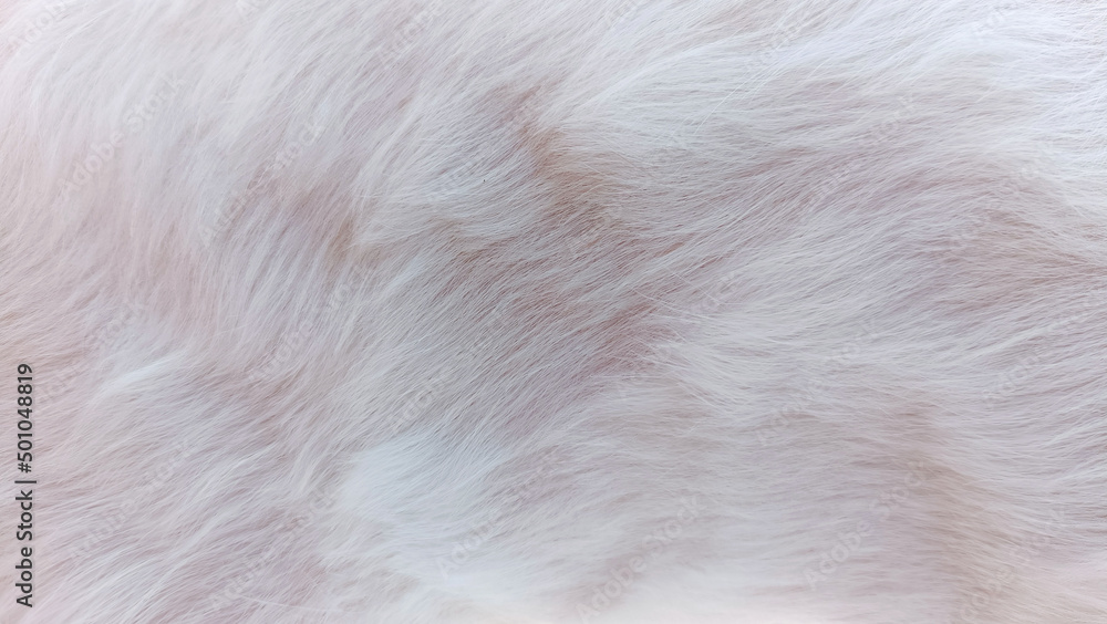 white fur texture close-up abstract fur background white fur texture close-up abstract fur background