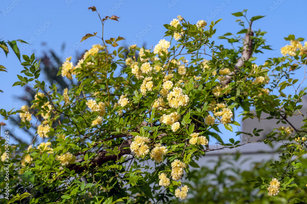 Lady Banks (Rosa banksiae) is an evergreen climbing rose with primrose