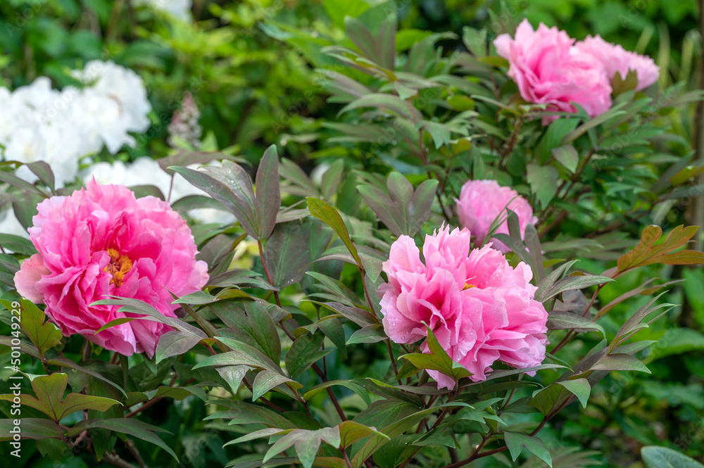 Japanese tree peony, Paeonia suffruticosa 'Yachiyotsubaki' after a rain shower