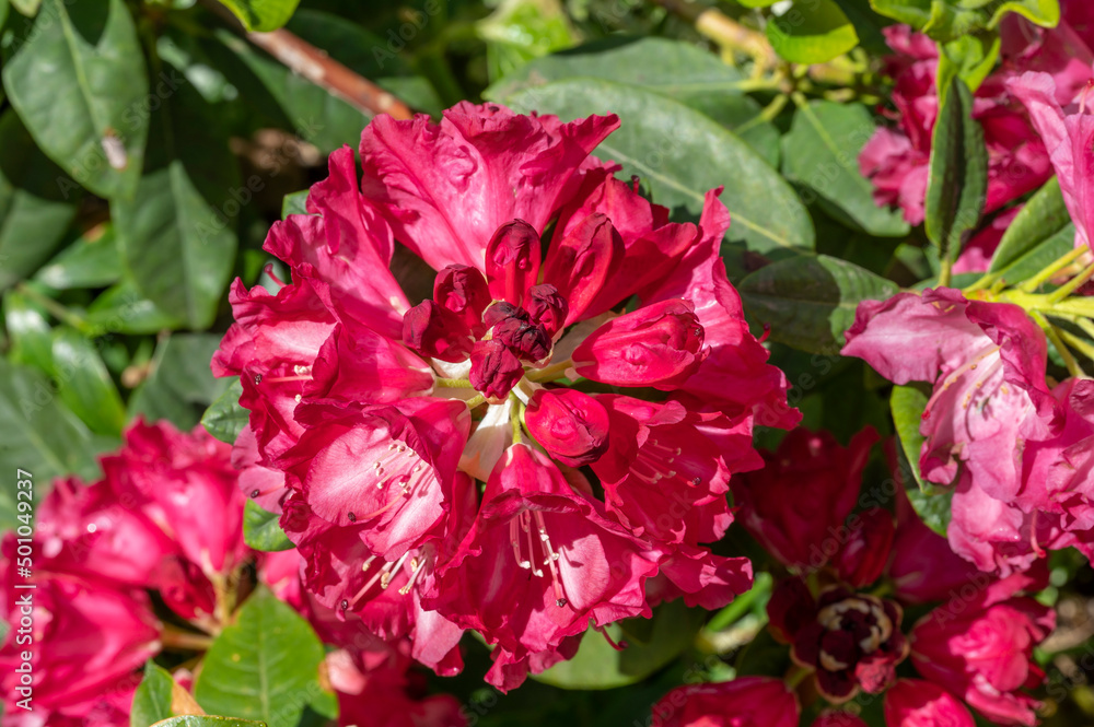 Rhododendron Benikomachi, a Japanese deep red to deep pink flowered shrub	