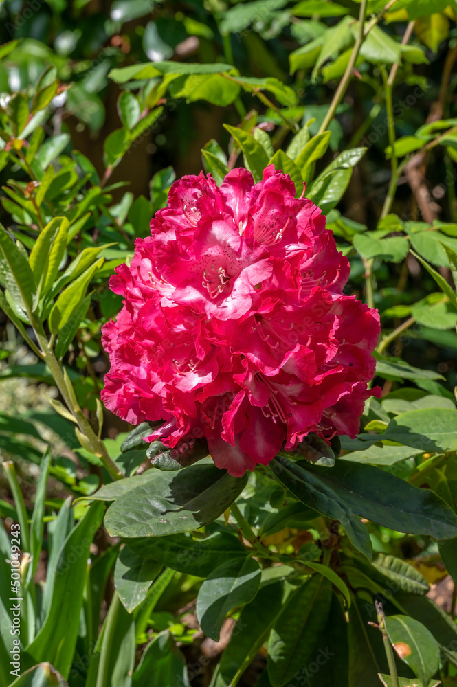 Rhododendron Benikomachi, a Japanese deep red to deep pink flowered shrub Rhododendron Benikomachi, a Japanese deep red to deep pink flowered shrub