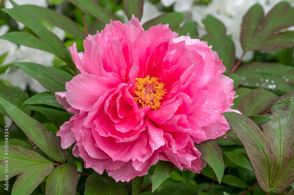 Japanese tree peony 'Yachiotsubaki', a large flowered pink variety with yellow center