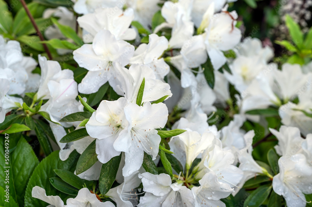 White Japanese azalea Hirado with large flowers White Japanese azalea Hirado with large flowers